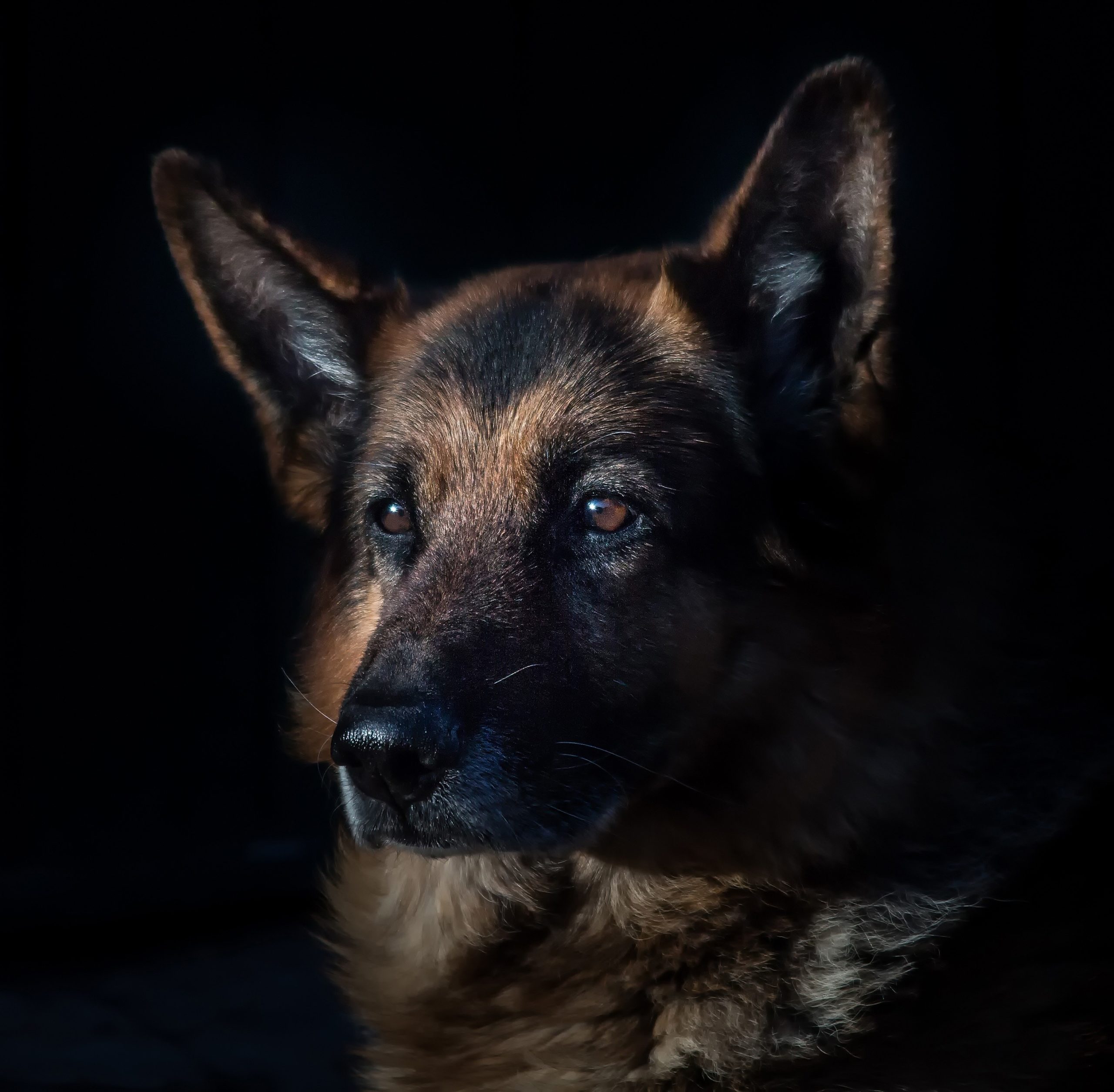 germanshepard